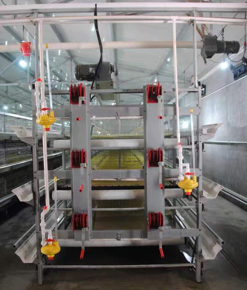 电脑自动喂肉鸡装备养鸡要注重什么