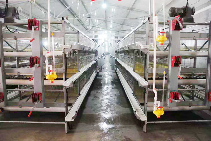 肉鸡行情，，，，，，及养殖肉鸡装备