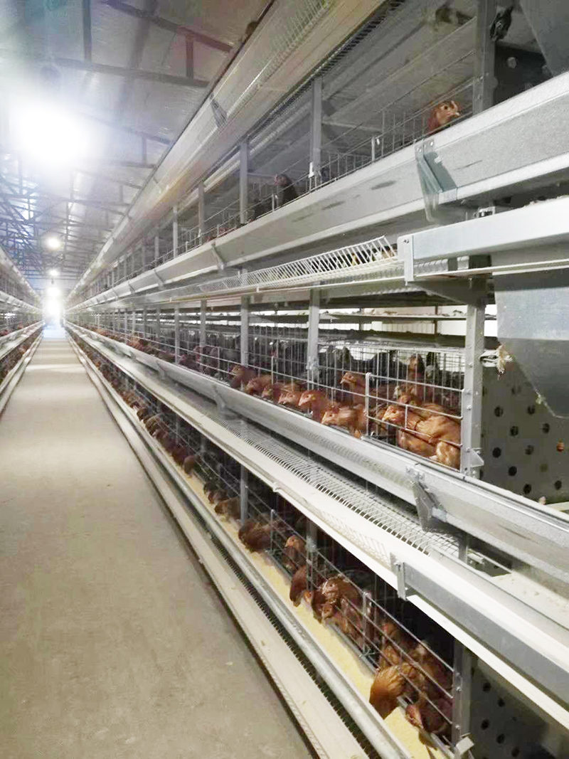 养殖用蛋鸡装备包括那些详细的？？？？？？？？