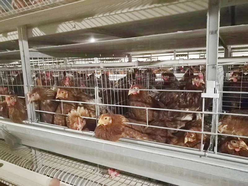 蛋鸡粪便处置惩罚有专门蛋鸡装备吗?