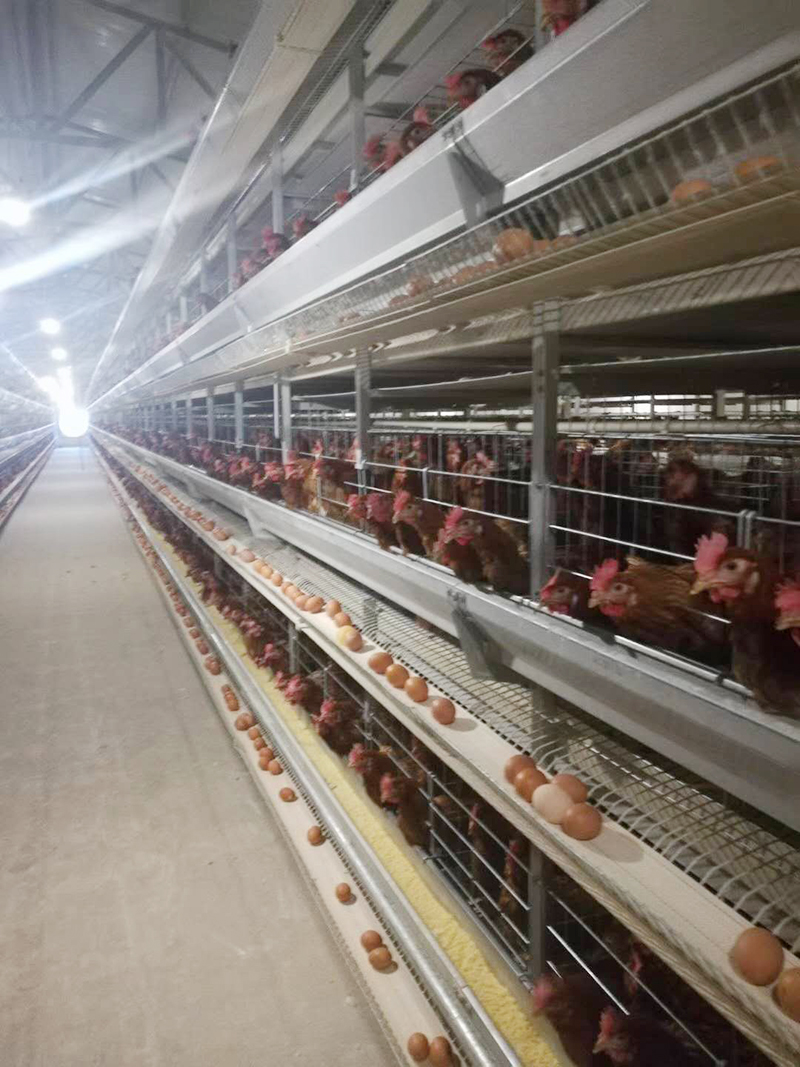 你知道蛋鸡装备的装置要领有哪些吗？？？？？？？？