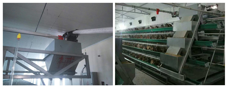 肉鸡自动送料系统