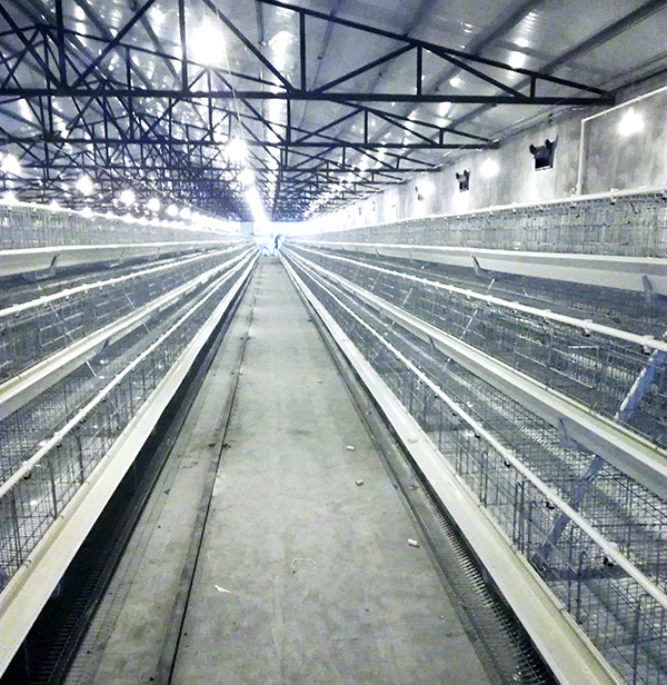 欧博abg畜牧蛋鸡装备的手艺要求有哪些？？？？？