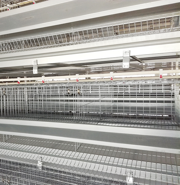 购置蛋鸡装备应该从哪些地方着手？？？？？？？？