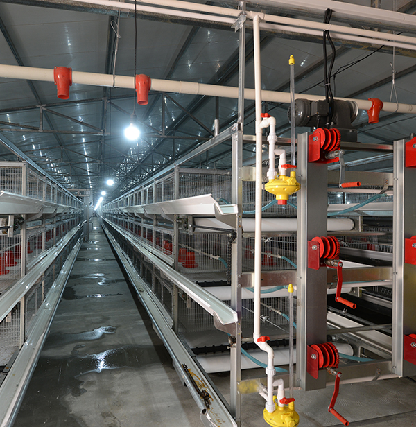 使用肉鸡装备时怎样对肉鸡笼子举行消毒？？？？？？？