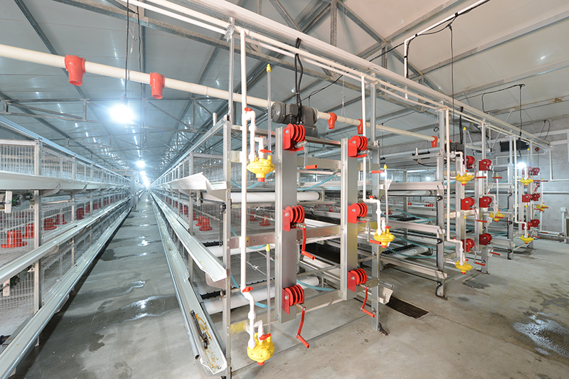 肉鸡装备建设三大须知