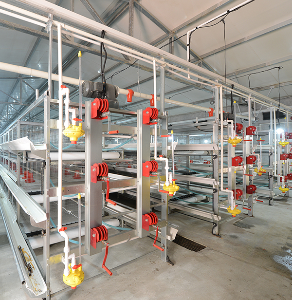 欧博abg畜牧肉鸡装备笼养与网养的区别