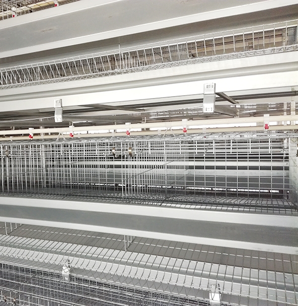 某集团肉鸡装备操作治理规范，，，，，，，珍藏吧！